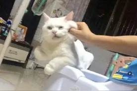 有这一种病叫间歇性踌躇满志，持续性混吃等死综合症，你有吗？图片