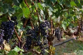 酿酒葡萄竟然是越干瘪皱缩、粒越小、甚至越腐烂越好？图片