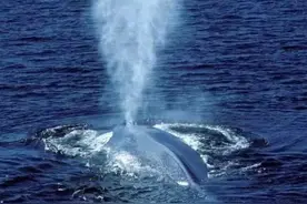 鲸鱼头顶会喷水？是时候说出真相了图片