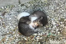 为了救妹妹两只幼猫紧紧包围在身边保护它 如今它们有了个狗妈妈图片