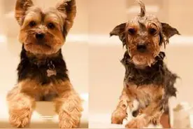 狗狗洗澡前后的对比，看完我笑了图片