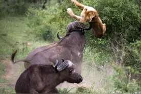 生存所致，水牛同样虐狮子，不服来战图片