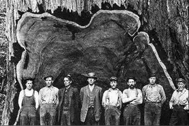 老照片记录的美国伐木工，一棵树盖一栋房子不是梦图片