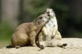 土拨鼠偷亲女友，但是对方的反应让他很惆怅图片