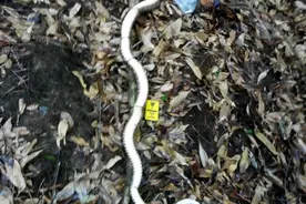 荒野求生遇到大蛇图片