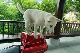 野外烧烤偶遇流浪狗，因一串烤肉从此不离不弃！图片