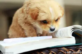 科普，犬猫绝育那些事（二）图片