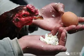 斗鸡文化的民间延伸图片