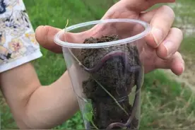 草堆里抓了条大蚯蚓蛇，还会吐叉舌，第一次见图片