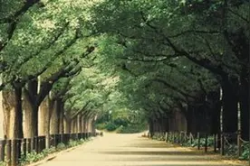 大树疯长挡道遮光 别让“遮阳伞”成“扰民伞”图片