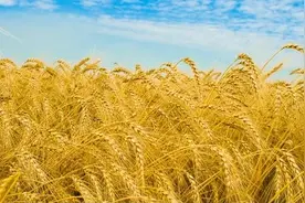 “民以食为天”的上一句是什么？图片