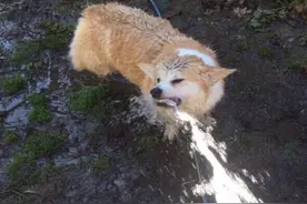 阿拉斯加新造型，简直是汪界的高颜值担当图片