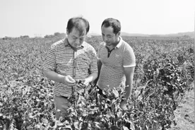 穆家庄社区基地牡丹品种多籽量大图片