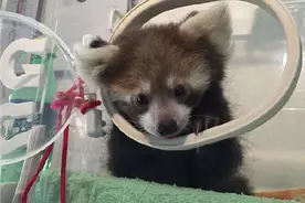 云南野生动物园首次成功繁育小熊猫 目前健康状况良好图片