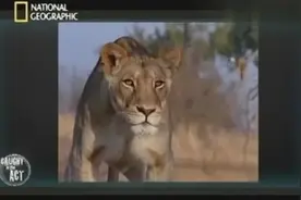水牛遇到狮子 几次想逃跑都被吓到水躲着，还是难逃狮子美食图片