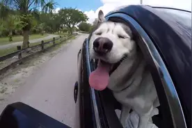 哈士奇不仅酷爱冰激凌还喜欢兜风，这就是别人家的狗？