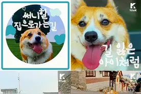 SunnyHill新歌歌词版MV公开 萌犬找寻回家路图片
