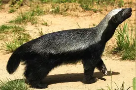 大家都很敬佩湖北人，他们都有哪些突出的优点呢？答案出乎意料