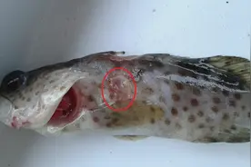 疖疮、水霉用多少抗生素和二氧化氯都无效，用这个效果却奇佳！图片