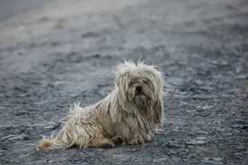 原地痴等主人3年 忠犬京巴感动网友图片