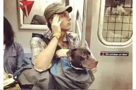 你知道为什么宠物不能携带乘车吗？图片