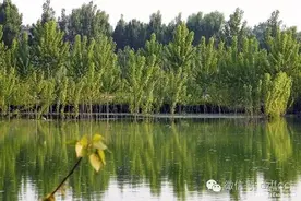 定州唐河湿地公园，这条河年底就会有水了！图片