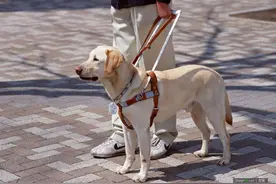 关于导盲犬，你需要了解的小常识图片