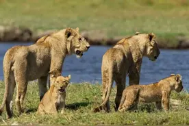 群狮过河鳄鱼挡路，母狮出来与鳄鱼武力交流，群狮观战很是崇拜图片