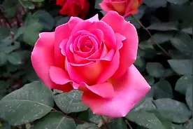 张小英一首8090年代歌曲《爱在夕阳下》旋律悠扬真好听