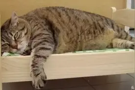 日本一喵星人睡觉时床突然塌了，猫的反应让主人笑疯了图片