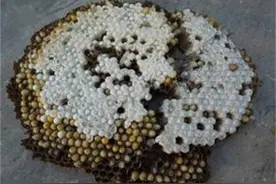 野生胡蜂的幼崽美味，老的胡蜂可以用来泡酒图片