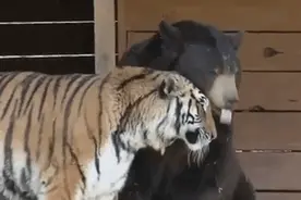 搞笑gif图：哥们心里素质真好，换做是我真不敢！图片