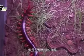 蜈蚣黄蜂大战菜花蛇！即使农村也实属罕见，谁会从中胜出呢？视频封面