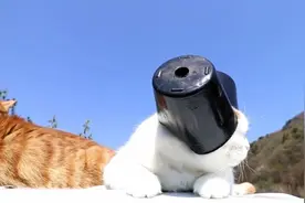 主人看完宫斗戏突发灵感，把猫咪打扮成这样，太有意思了