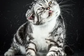 高冷形象全毁啦！猫咪甩头瞬间毁容？图片