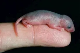 农村里把刚出生的老鼠拿来泡酒，你敢喝吗？图片