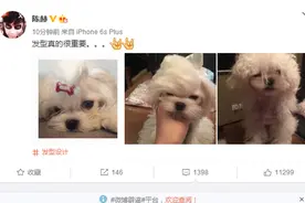 陈赫，养了只小母狗，没事就拿出来玩玩，狗一脸嫌弃的样子！图片