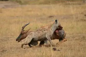 鬣狗残忍捕杀牛羚，没成想被猎豹吓得落荒而逃，这下二哥丢人了图片