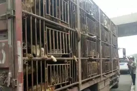 狗狗将被运往屠宰场，透过铁笼看到它们的表情让人心酸心疼想哭！图片