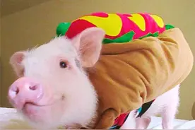 有时候，养一头小宠物猪，你的世界就被治愈了图片