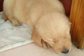 小金毛刚到家就无精打采，本来很害怕，接下来网友的话让我心安！图片