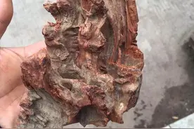 村民捡到价值10万的海南黄花梨，幸福的心情无语言表！图片