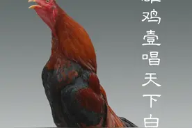 农村斗鸡，真正的公鸡中的战斗机！图片