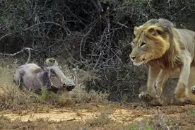 狮王成功捕杀疣猪，母狮过来吃肉遭怒斥，母狮反应有点萌！图片