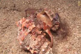 寄居蟹搬家不只把身体钻进新家，它也不忘把同生共死的好同伴带走图片