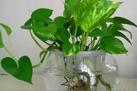 生活小妙招，小小盐粒作用十分大，可以延长花的寿命图片