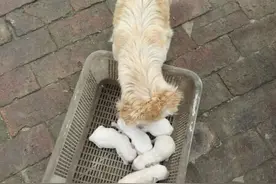 流浪狗废弃堆生娃，帮狗宝宝换好环境时，它感激人的方式好暖心！图片