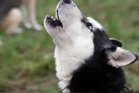 会唱歌的狗狗——表达各种心情图片