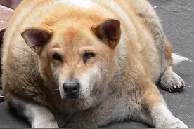 狗狗肚子大你以为只是肥胖引起的，难道不是假孕寄生虫引起的吗？图片