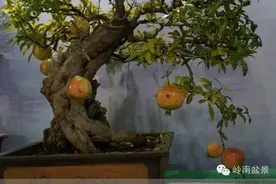石榴盆景丨秋天不只是收获的季节，也是新生命的起点线图片